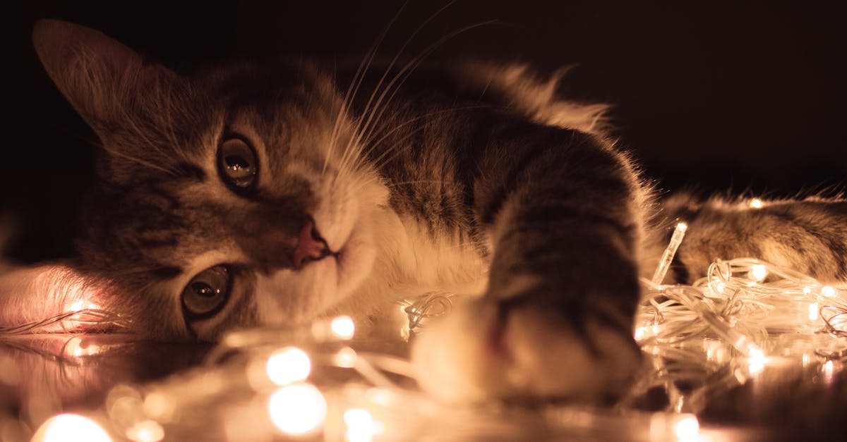 What does Guppy's paw do in wrath of the lamb? - Gray Tabby Cat Lying on White String Lights