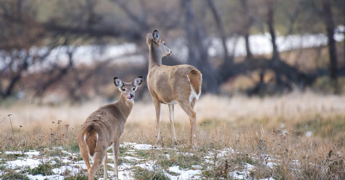 What does “the 32nd” refer to? - Deer on a hill