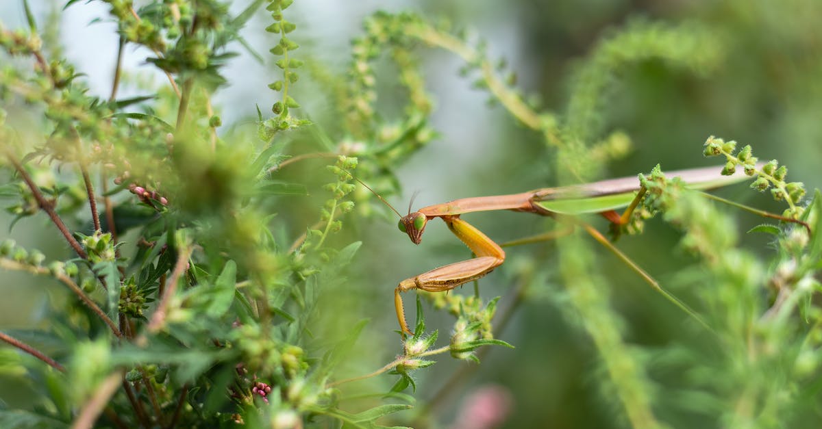 What does the green creep want? - Wild insect of green mantis creeping and examining blooming twigs of fresh glade