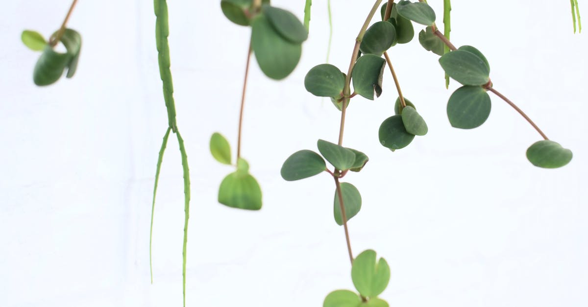 What does the green creep want? - Peperomia with thin stalks on white background