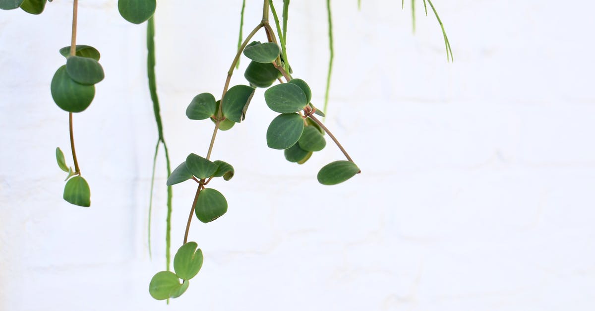 What does the green creep want? - Climbing green plant on white background in daylight