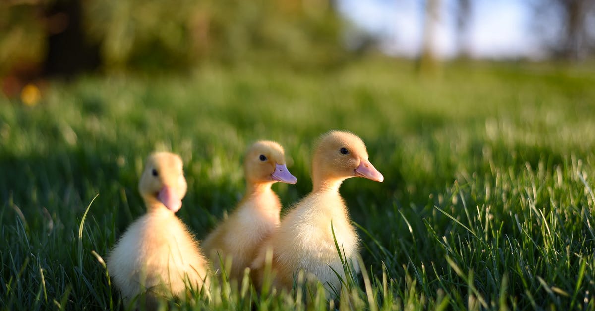 What does the little yellow minus mean on the psn? - Ground level of adorable fluffy yellow ducklings walking in green grassy meadow on sunny day