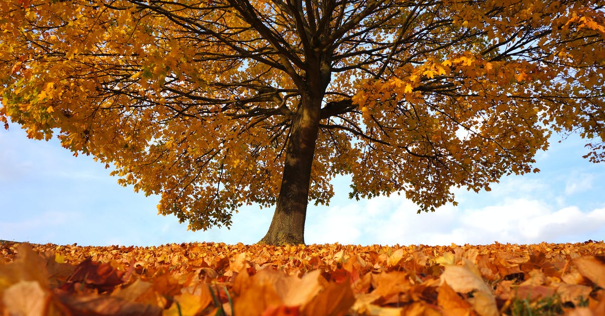 What exact time of the day does the Golden vendor in Cyrodiil appear? - Yellow Leafed Tree