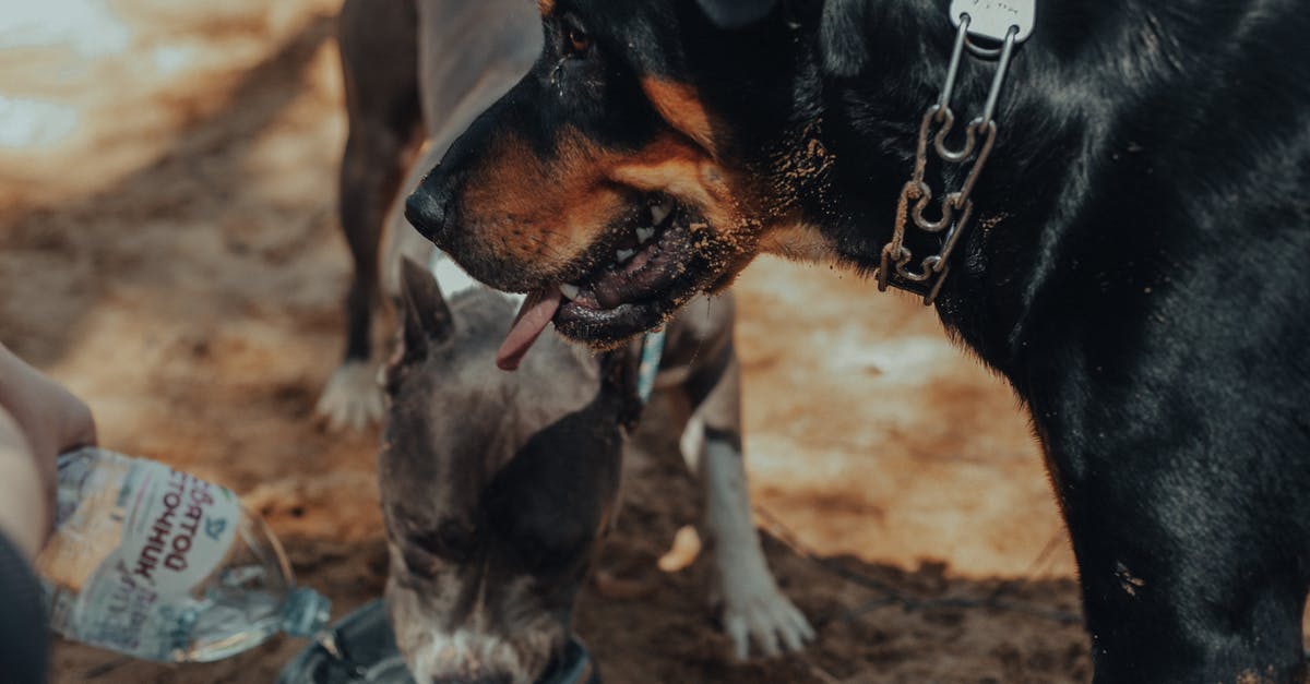 What happens if I don't give my dog water? - Purebred dogs on sandy ground in sunny day