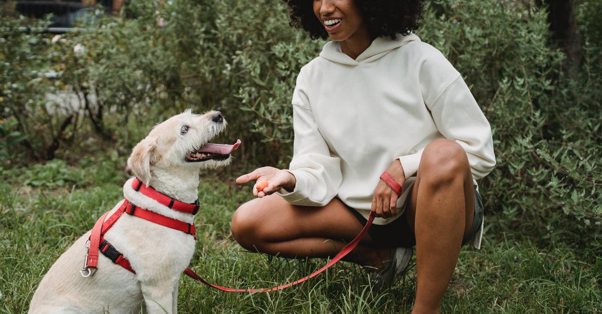 What happens if I don't give my dog water? - Cheerful crop African American female owner giving treat to Labrador Retriever while teaching commands in park