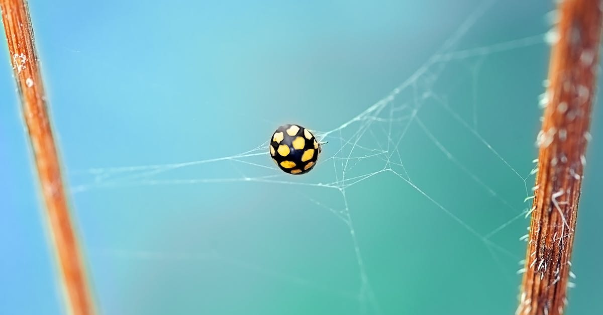 What happens if I get caught hacking? - Shallow Focus Photography of Black and Yellow Spider on Web