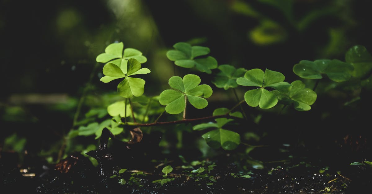 What is a 'Lucky Monster'? - Green Plants on Black Soil