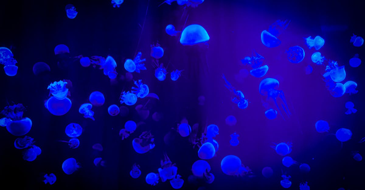 What is the benefit of storing water in tank? - Jelly Fish With Reflection Of Blue Light