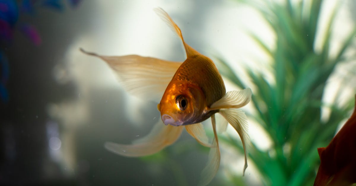 What is the benefit of storing water in tank? - Goldfish in Water