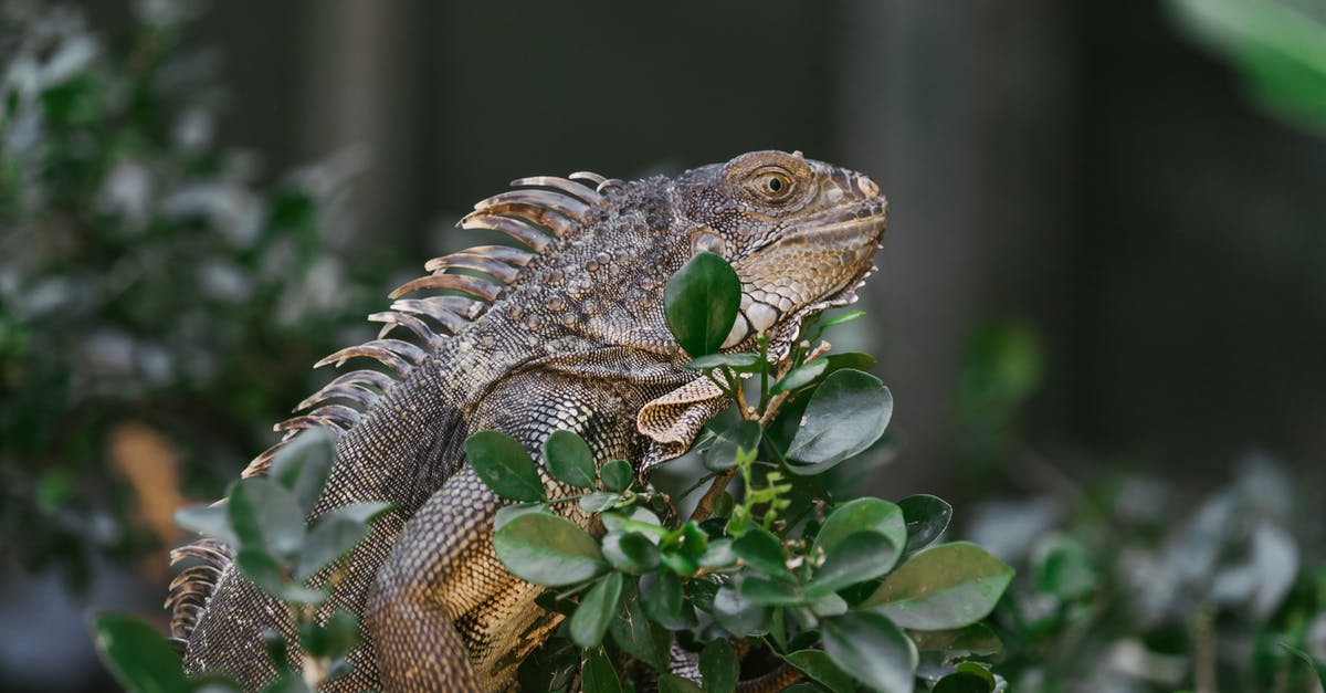 What is the highest DPS plant? - Brown and Black Bearded Dragon on Green Leaves