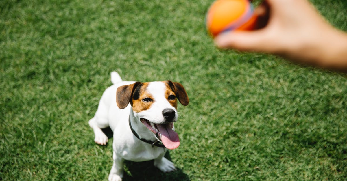 What is the maximum hand size in Battlegrounds? - Crop owner with ball taming purebred dog on lawn