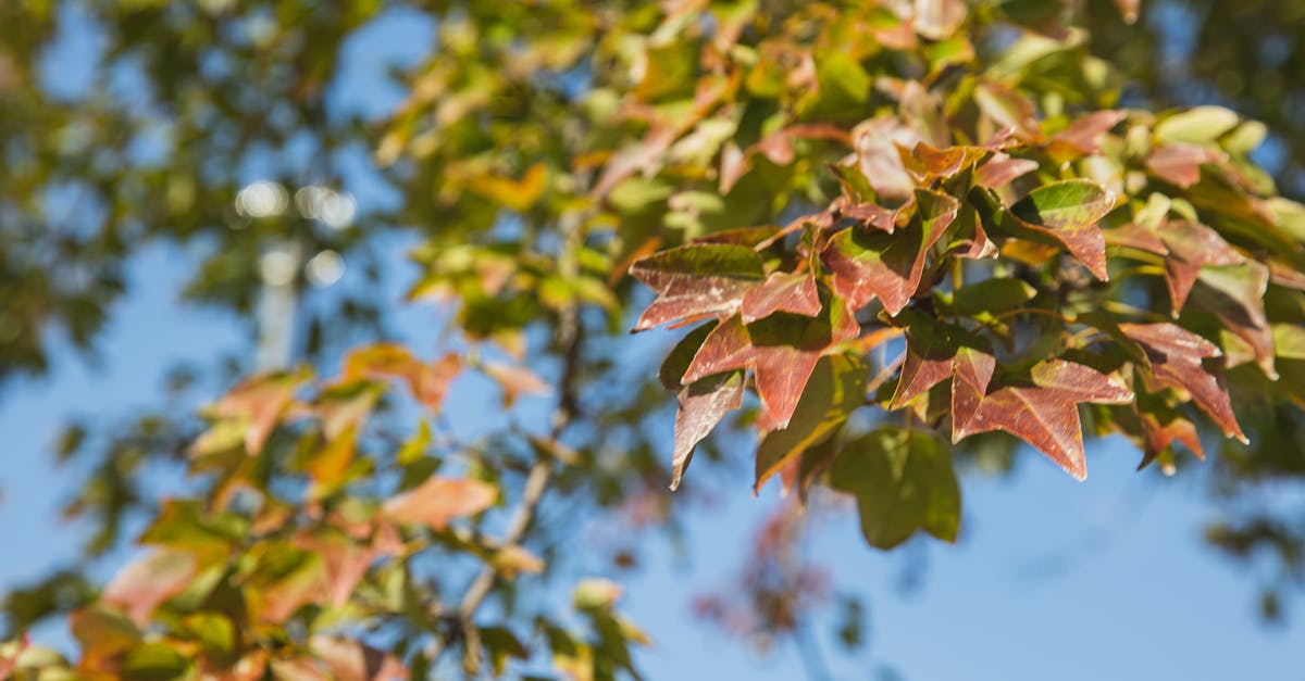 What is the optimal time between tree harvests? - Branches of maple tree against blue sky