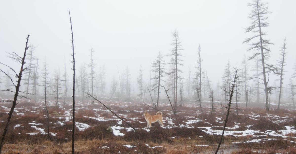 What is the optimal time between tree harvests? - Small ginger dog in middle of empty forest with yellow dry grass and leafless thin trees in winter time