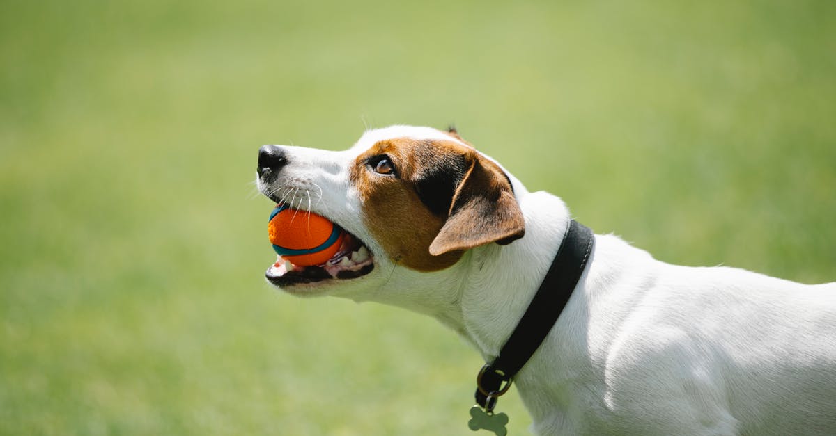 What is this small Nintendo-branded stand for? - Side view of adorable Jack Russel terrier in black collar with metal bone holding toy in teeth on blurred background of green lawn in park