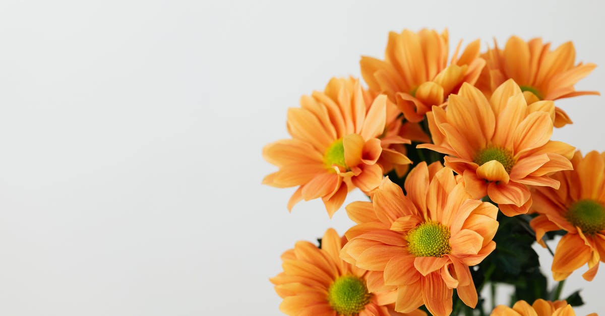 What kinds of explosive environment objects are there and what are their attributes? - Still life of bunch of natural orange transvaal daisy flowers placed on white background What kinds of explosive environment objects are there and what are their attributes? - Still life of bunch of natural orange transvaal daisy flowers placed on white background