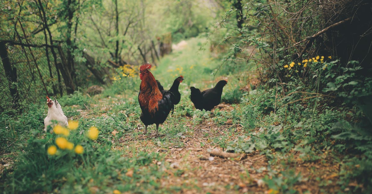 What makes chickens unhappy? - Free stock photo of animal, bird, chicken