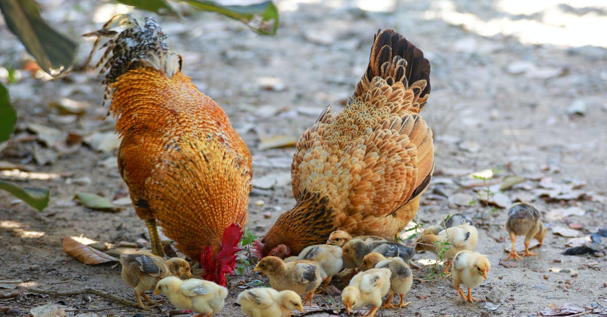 What makes chickens unhappy? - Chicks and Roosters