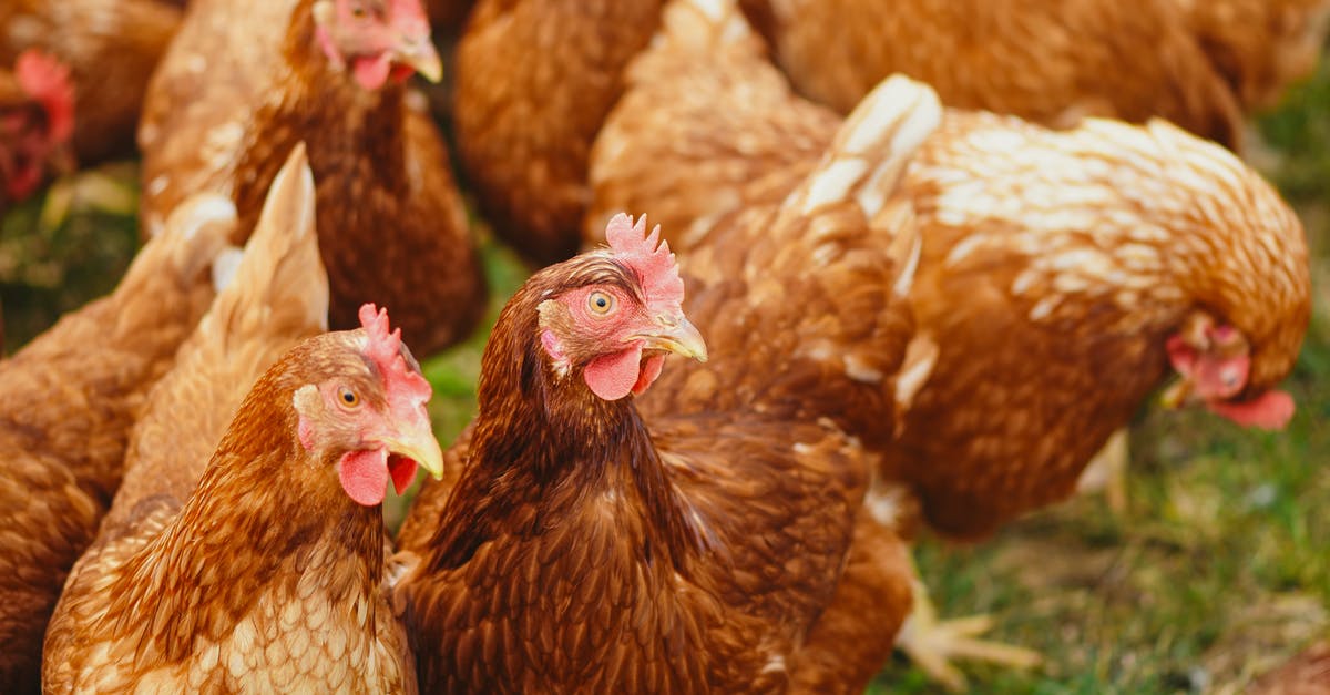 What makes chickens unhappy? - Flock of Hens on Green Field