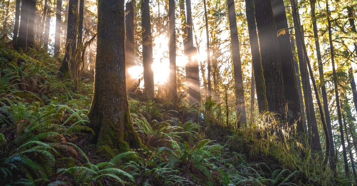 What time do all of the jungle buff camps spawn? - Scenic Photo of Forest With Sunlight