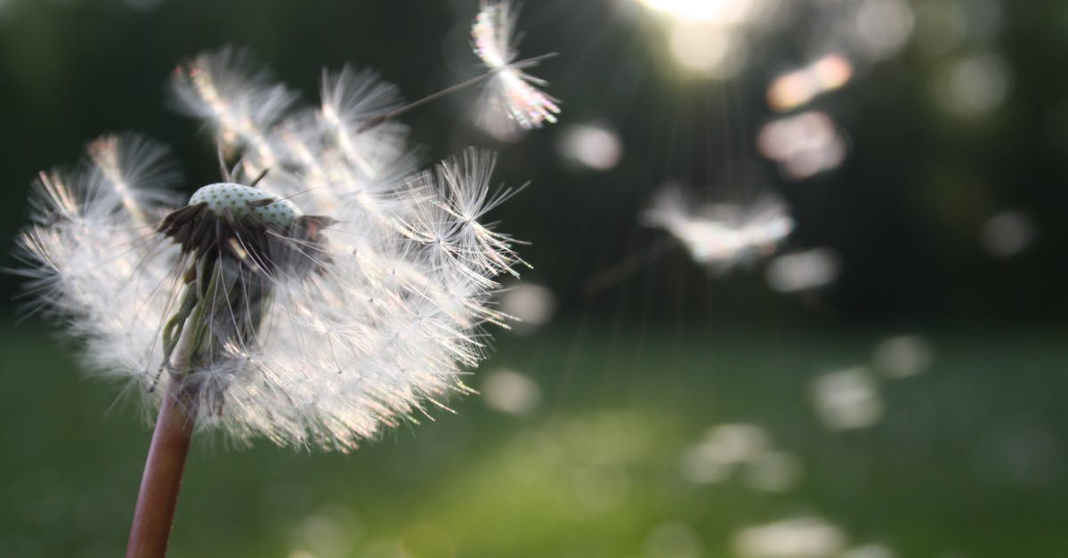 What wishes have been made upon the Triforce? - White Dandelion Flower Shallow Focus Photography