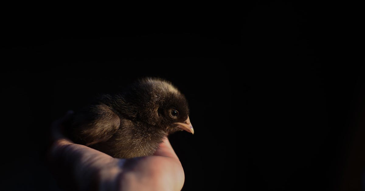 When exactly does the auto-save save the game in Dark Souls? - Unrecognizable person demonstrating cute little bird chick on hand against dark black background