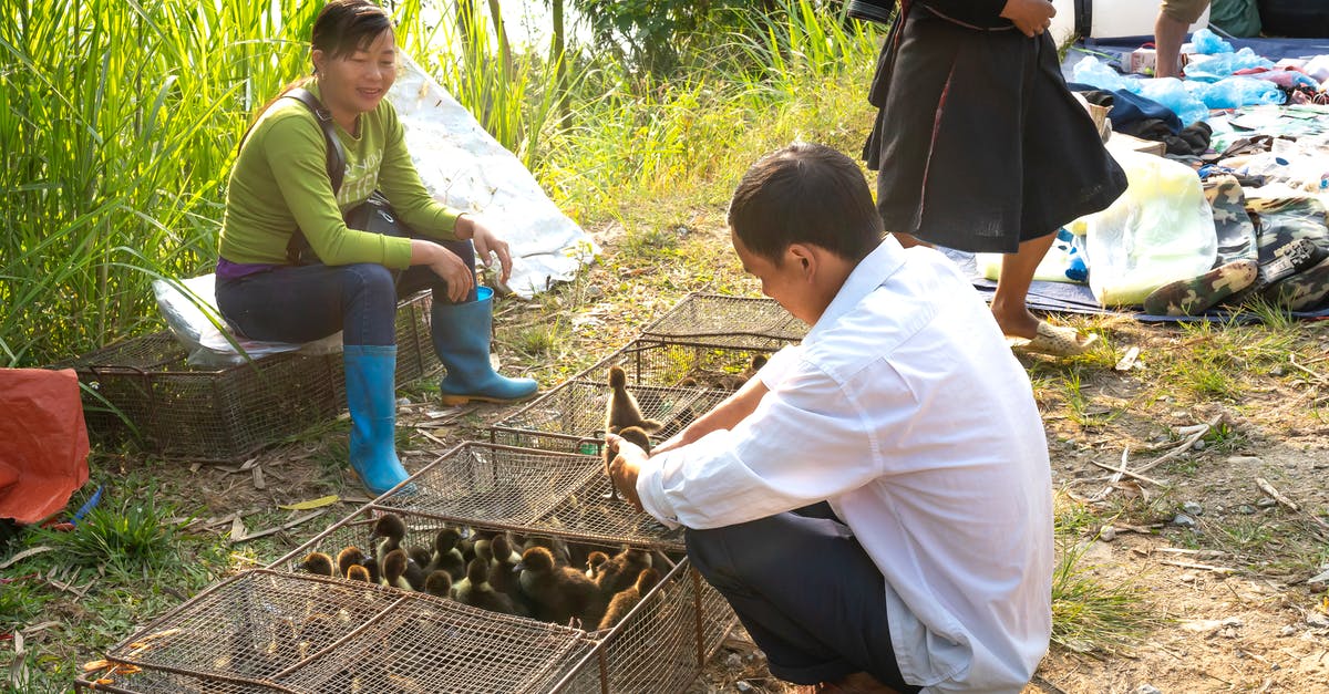 When Summoning Custom Villager, Can you trade enchanted gear? [duplicate] - Asian male in casual wear hunkering down and choosing ducklings from cages in indigenous street bazaar