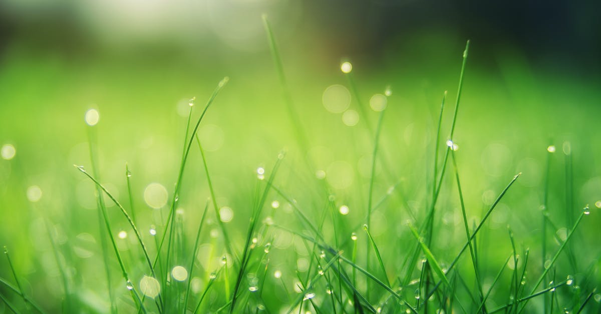 When will Dochan come to you in Blade and Soul? - Closeup Photo of Green Grass Field