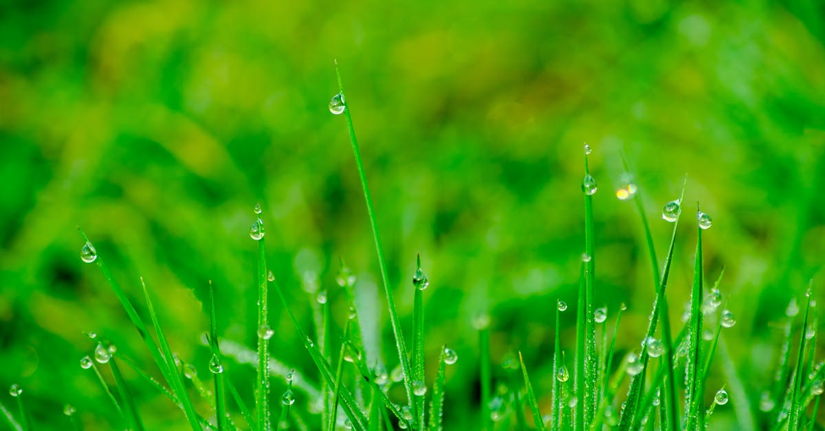 When will Dochan come to you in Blade and Soul? - Macro Photography of Green Grass Field