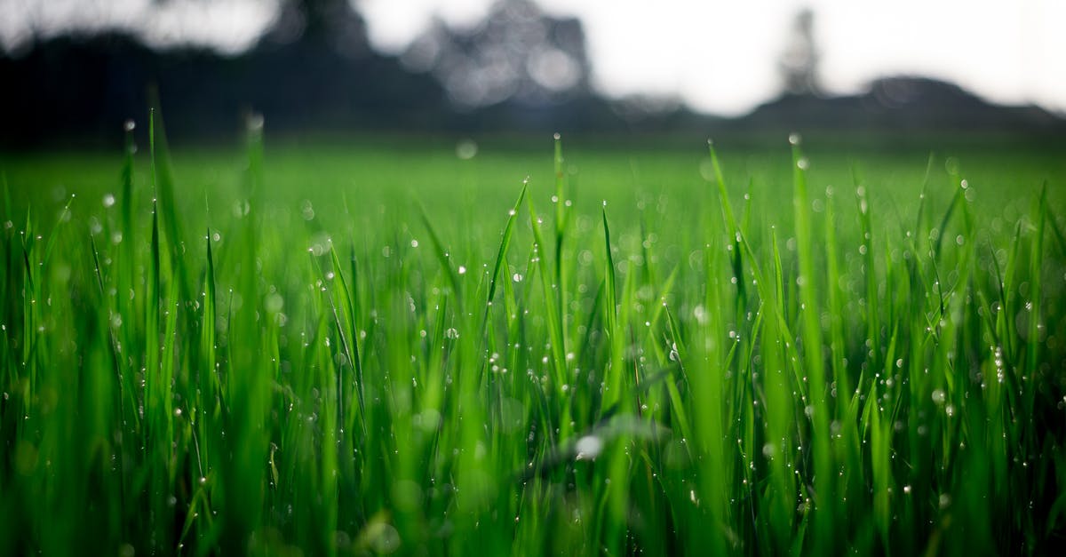 When will Dochan come to you in Blade and Soul? - Shallow Focus Photography of Green Grasses during Daytime