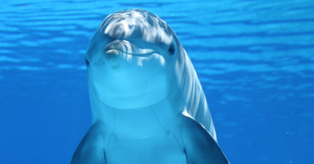 Where are Dolphin emulator saves located on a mac? - Cute Dolphine Underwater 