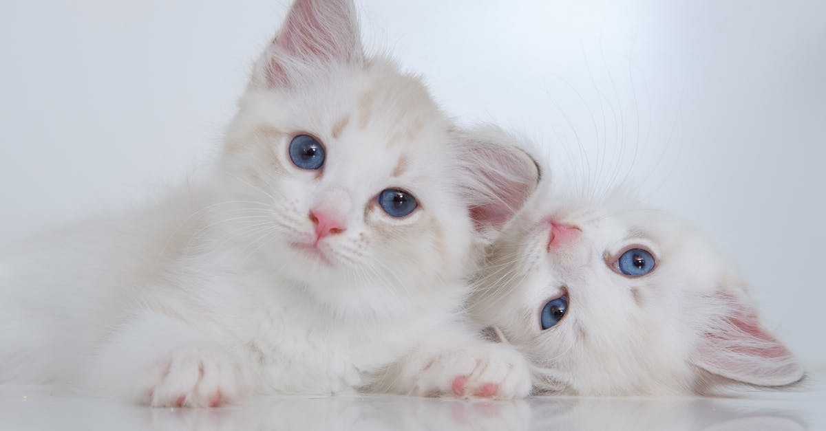 Where are the harpies in the Sackful of Fluff Quest? - Cute white fluffy kitties with blue eyes lying on reflective surface together and looking at camera