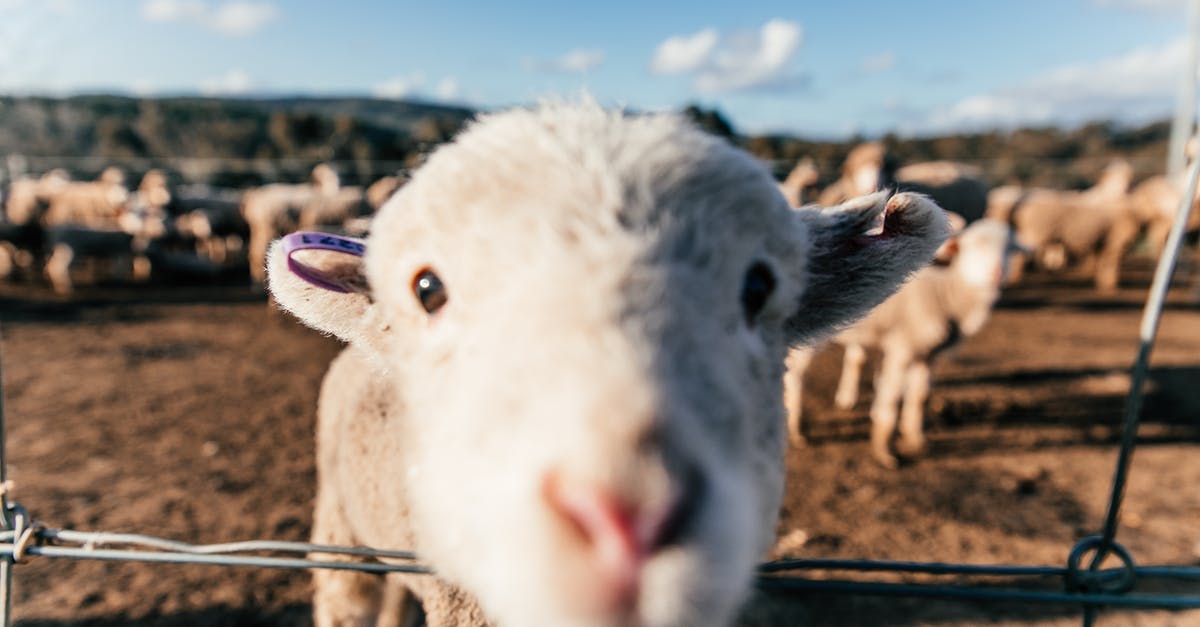 Where are the harpies in the Sackful of Fluff Quest? - Funny sheep standing in enclosure and sniffing camera