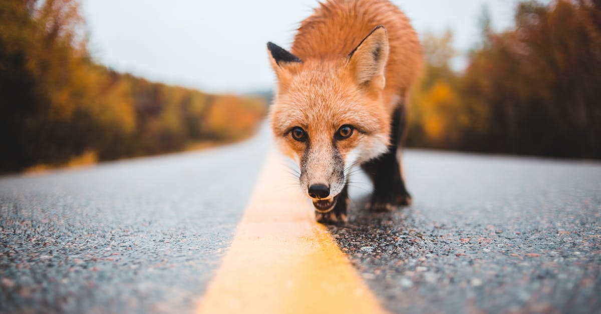 Where are the harpies in the Sackful of Fluff Quest? - Ground level of curious dangerous wild red fox walking on wet road near woods