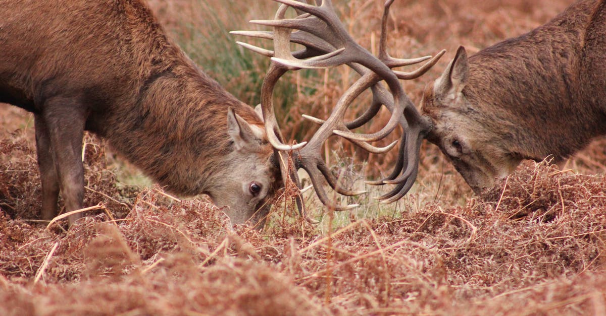 Where does Demise expect me to fight him? - Brown Deer Eating Grass