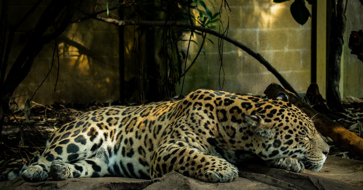 Where in Elite Dangerous are the Bookmarks stored? - Leopard Lying on Brown Rock