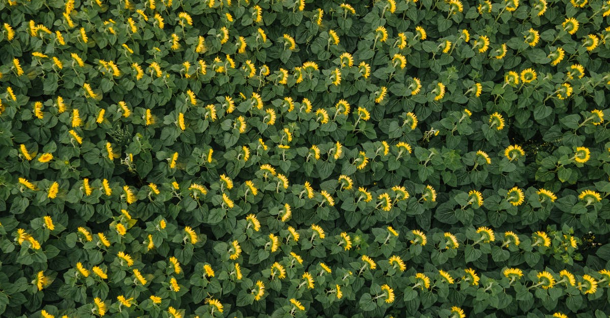 Where should I farm enemies in Snowdin? - Free stock photo of abundance, aerial view, agriculture