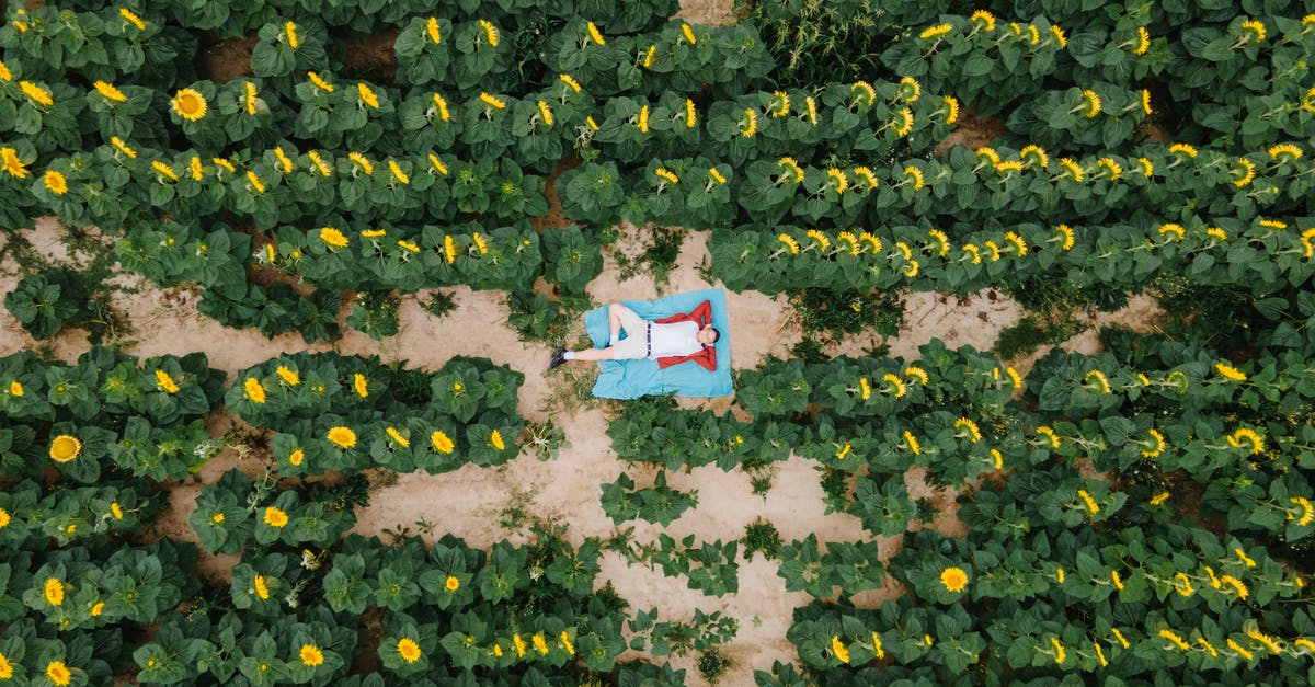 Where should I farm enemies in Snowdin? - Free stock photo of abundance, aerial view, agriculture