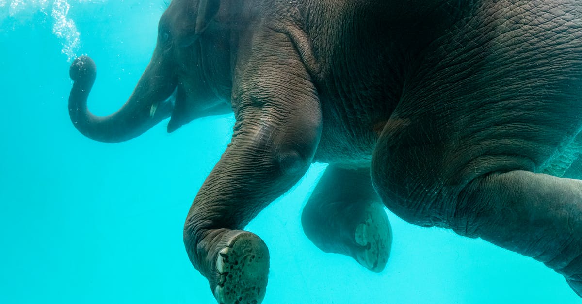 Where the summoned creatures come from? - Elephant swimming in blue water