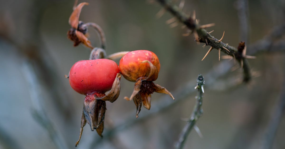 Where to find rotten flesh in 7 Days to Die Alpha 18? - Close-Up Photo of Rotten Rose Hips