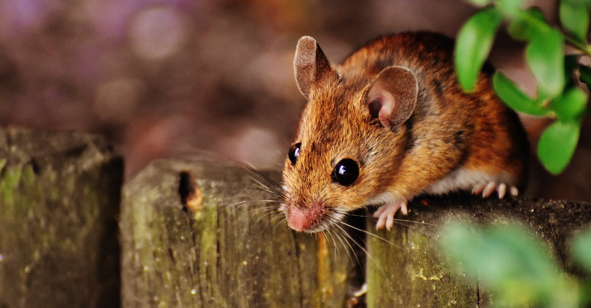 Who is the Resourceful Rat and what does he do? - Selective Focus Photography of Brown Mouse