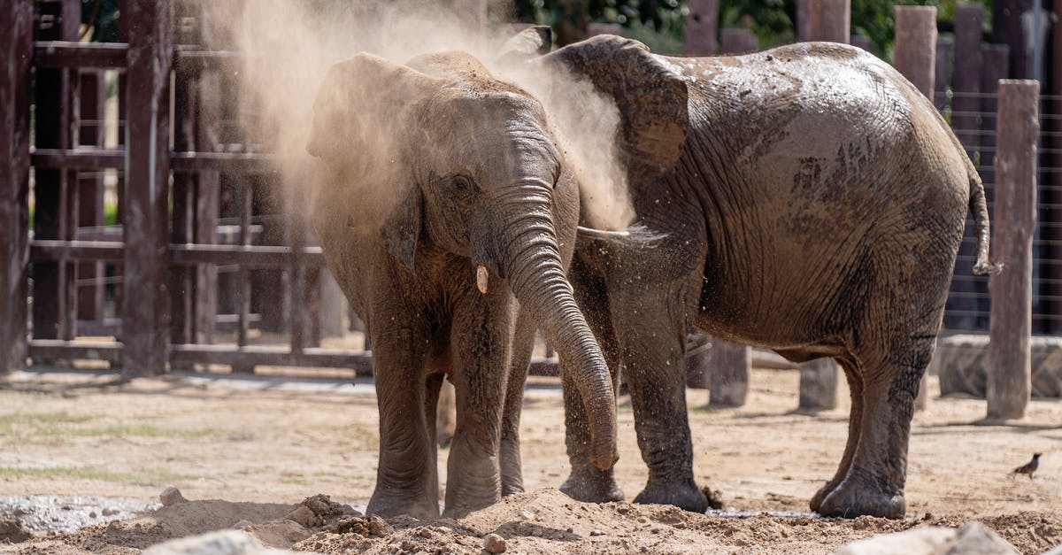 Why are elephants not allowed in CWB? - Free stock photo of a better future for animals, animal, animals