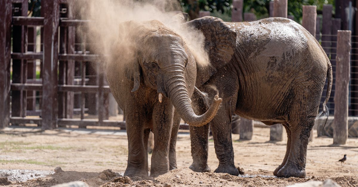 Why are elephants not allowed in CWB? - Free stock photo of a better future for animals, animal, animals