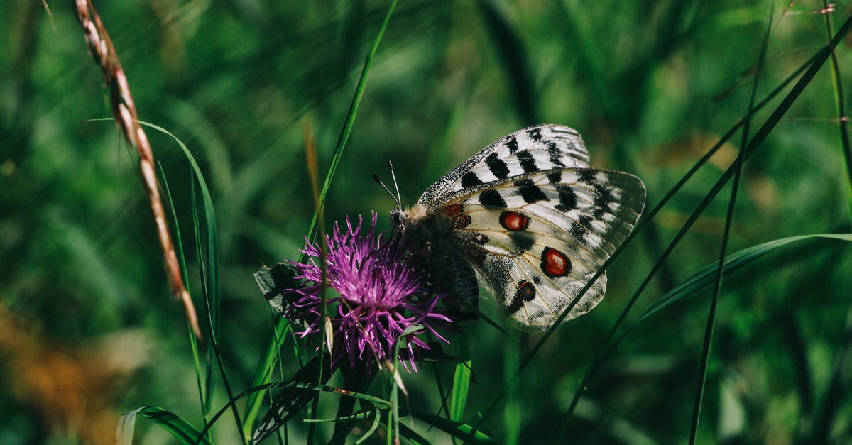 Why are my Elytra Wings are not activating? [closed] - White Black and Brown Butterfly Perched on Purple Flower