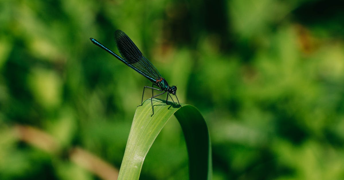 Why are my Elytra Wings are not activating? [closed] - Black Damselfly Perched on Green Leaf in Close Up Photography