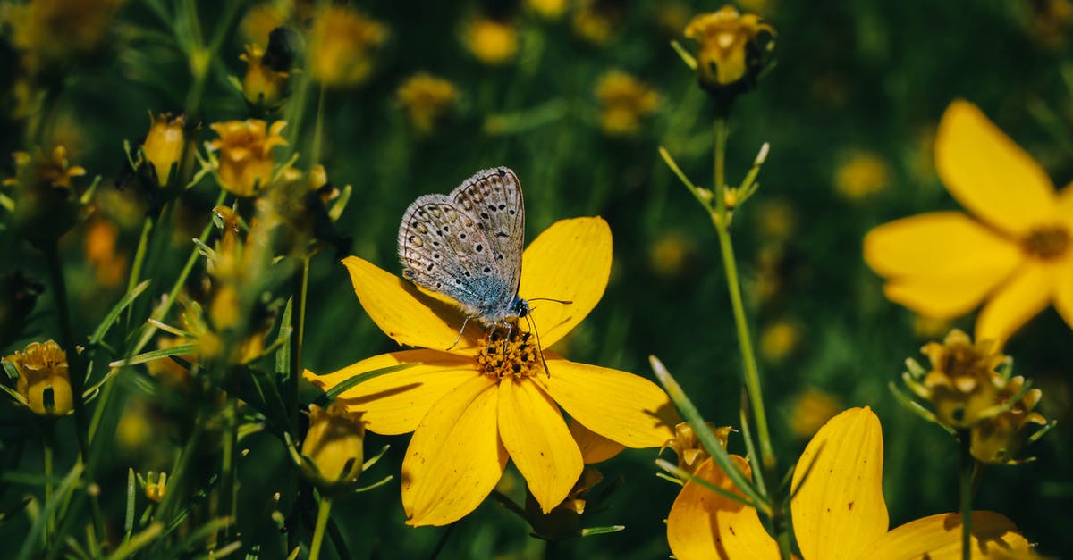 Why are my Elytra Wings are not activating? [closed] - Yellow and White Butterfly Perched on Yellow Flower in Close Up Photography