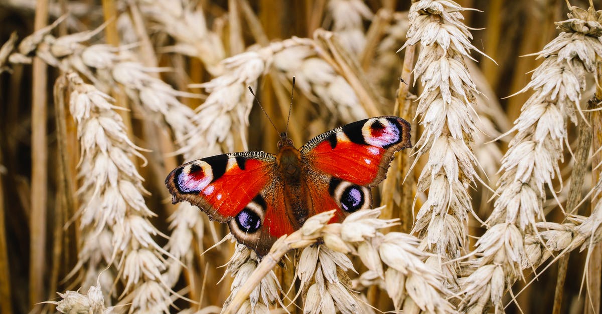 Why are my Elytra Wings are not activating? [closed] - Peacock Butterfly on Brown Wheat