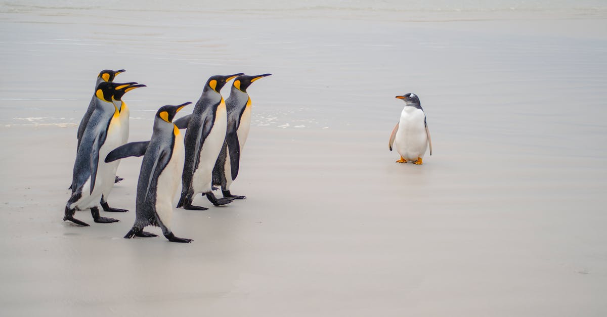 Why are the penguins flashing rainbow? - Penguins on Water