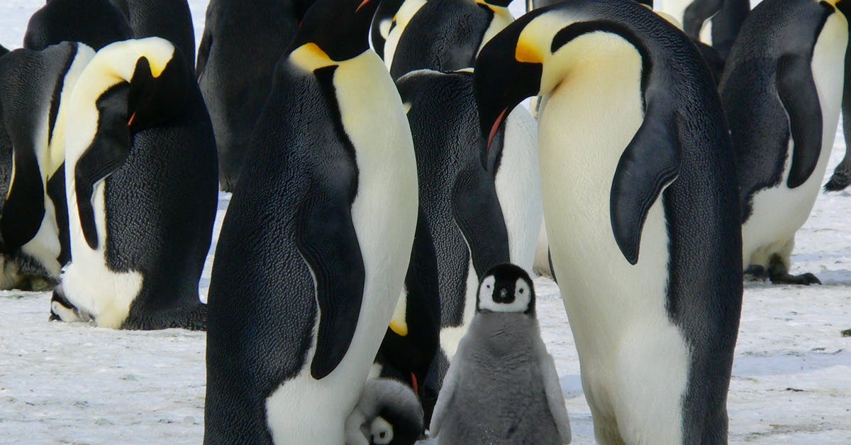 Why are the penguins flashing rainbow? - Penguins Standing on the Snow during Daytime