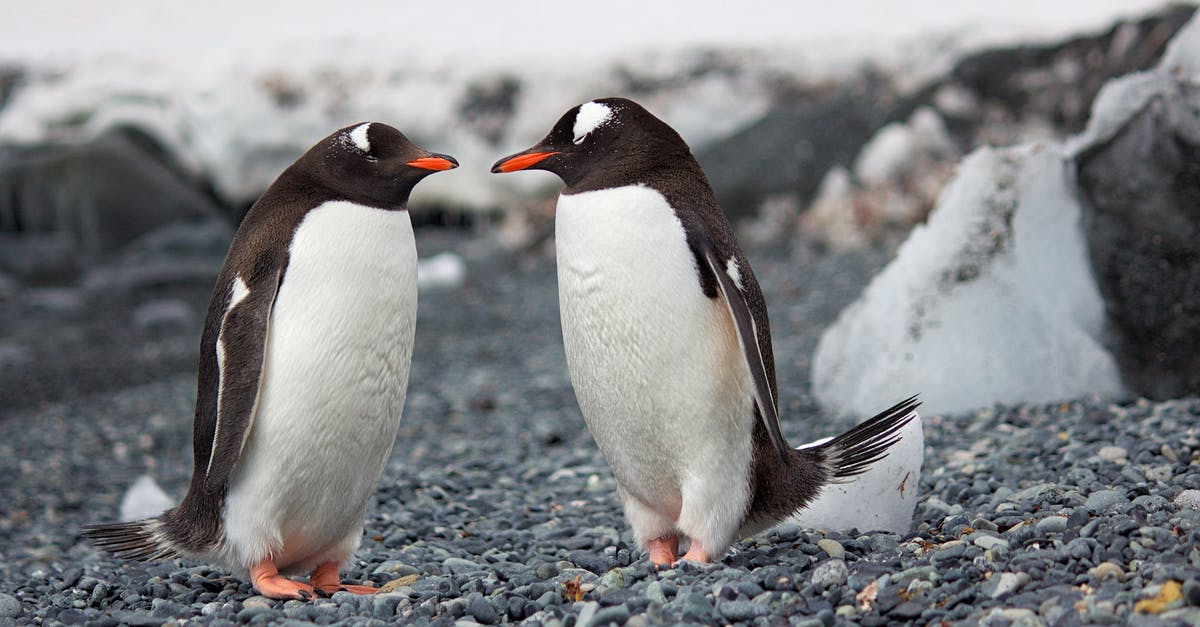 Why are the penguins flashing rainbow? - Selective Focus Photography of Two Penguins