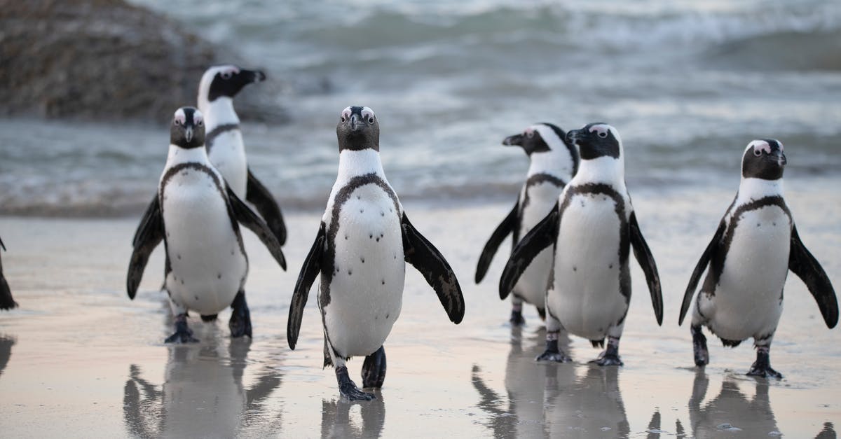 Why are the penguins flashing rainbow? - Flock of Penguins Near Sea